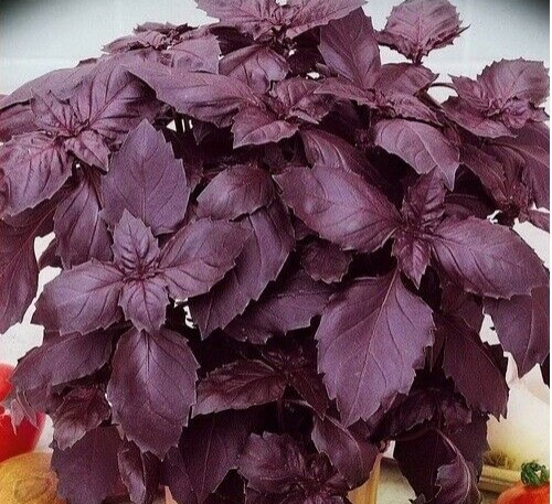 Basil Purple Amethyst