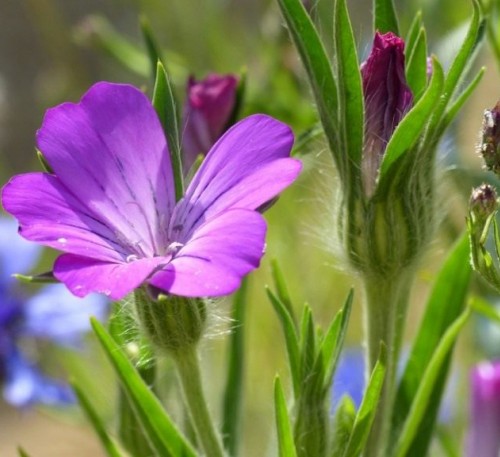 Agrostemma