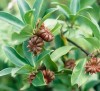 Anise