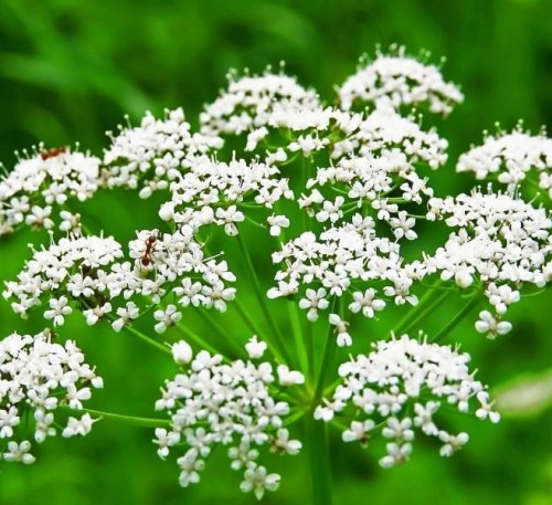 Anise