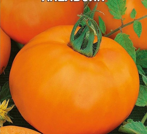 Tomato Apelsyn seeds 