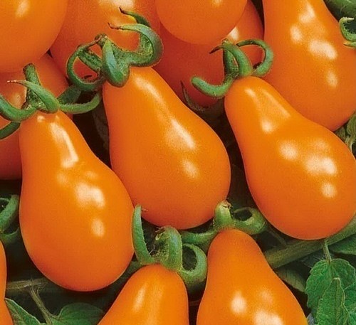 Tomato  Hrusha  Orange Pear