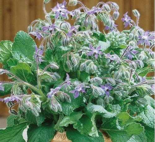 Borage