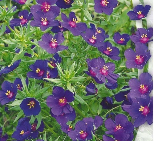 ANAGALLIS