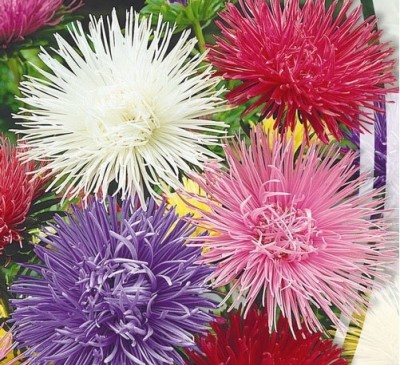 ASTER MIX