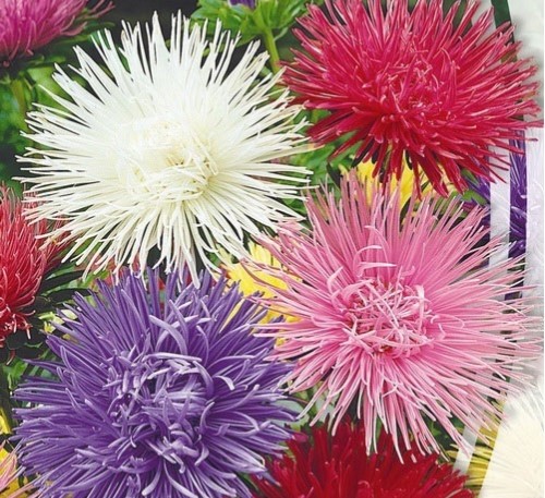 ASTER MIX