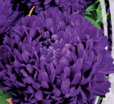 ASTER PAEONY VIOLET TURM