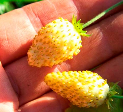 Yellow Strawberry  Golden Dessert